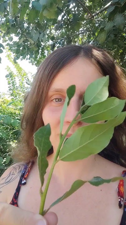 Δάφνη "σφηνάκι γνώσης"#11 #greece #garden #info #nature #herbs #plants ...