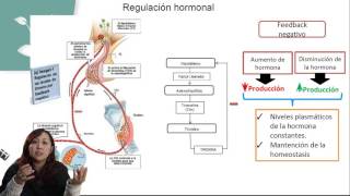 SISTEMA ENDOCRINO Y HORMONAS/PSU BIOLOGÍA/CLASE Nº11