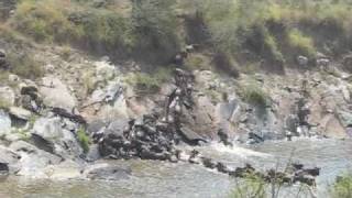 Greatest Show on Earth - the Wildebeest Crossing