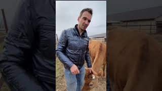 Осторожно, РОГА Опасна ли корова с рогами shorts