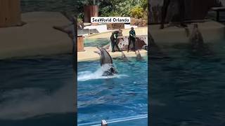 SeaWorld Orlando #dolphin #seaworld