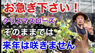 【完全保存版】クリスマスローズの花後の手入れ全てを教えます　　　　【カーメン君】【園芸】【ガーデニング】【初心者】