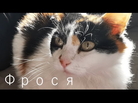 Видео: Кошка Фрося, которая разделила судьбу хозяйки.