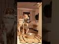 Cozy Nighttime Dog Feeding 🐾 | Calm Home Reset ✨ #Shorts