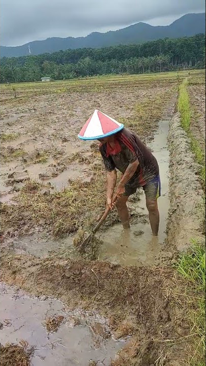 petani lagi mopok galengan atau bikin jalan di sawah