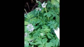 Tasha Talk Cutco digging tool for weeds and dandelions