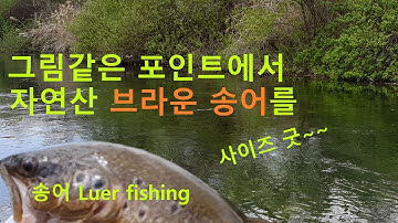 간만에 자연산 브라운송어낚시. 아직도 송어 낚이나요? Broun trout