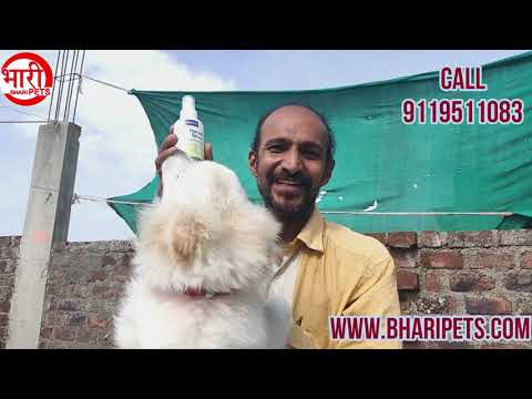 कुत्ते के टिक्स और माइट्स के लिए समाधान || Solution for Ticks and Mites of dog || Bhari Pets||