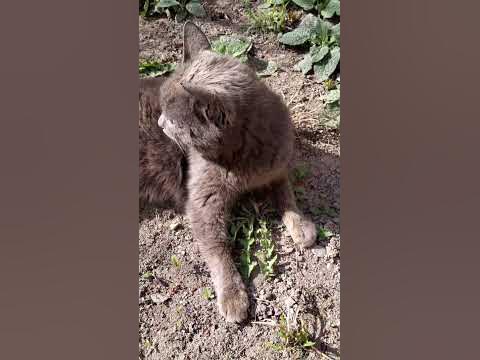 Толық метражды порно орыс тіліне дубляждалған Әйелі күйеуін дәрігермен алдап жатыр.