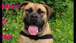 Mavis' Service Dog Public Access Test