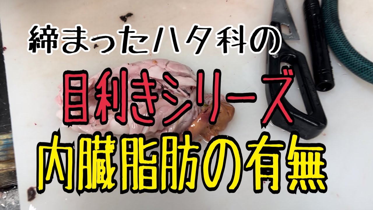 目利きシリーズ 締まったハタ科の内臓脂肪の有無編 Vol 4 Youtube