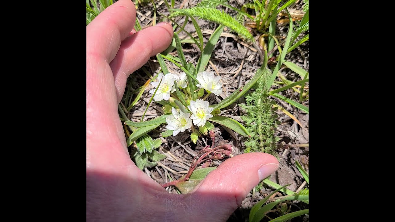 Pygmy Bitterroot, Orebroma nevadensis. South side of the perimeter trail, Ouray, Colorado.