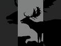 Fallow Deer Buck Silouette 😍