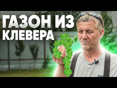 ГАЗОН ИЗ КЛЕВЕРА. Плюсы и минусы газона из клевера на участке.
