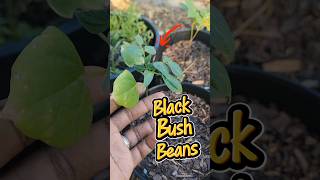 Growing Black Beans in Zone 8A #trendingshorts