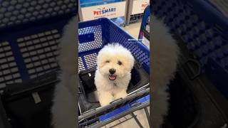 Everybody scream!!!TGIF #bichon #bichonfrise #doglife #puppy #dog #ビション #비숑 #doglover #dogreels