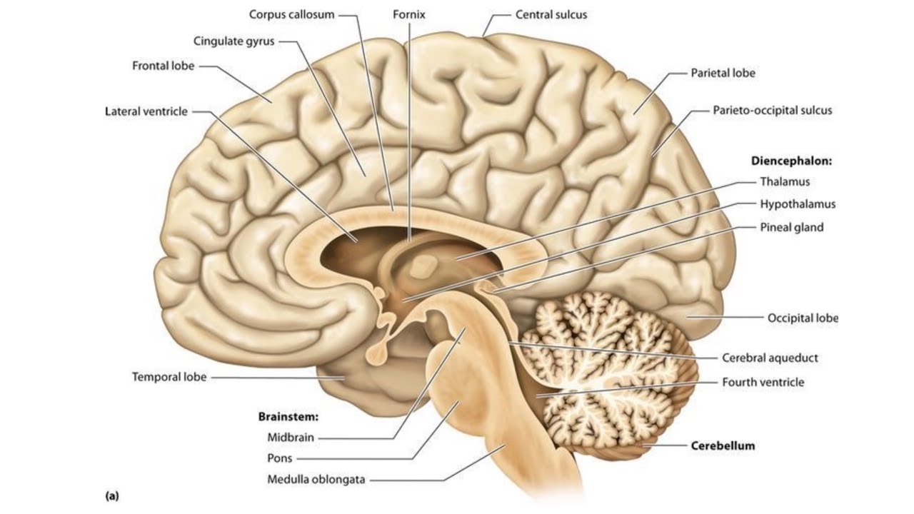 7-Anatomy Nerves شرح اناتومي الجهاز العصبي مُبسط