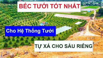 Cách làm hệ thống tưới sầu riêng đồi dốc  tự xả và chọn béc tưới hiệu quả q/m