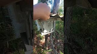 Check the brood cells and honey of stingless bees in the hive #shorts #kelulut #stinglessbee
