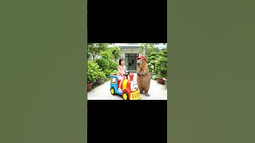Capy lần đầu đi tàu hỏa cùng bé 😂 #capybara #vuive #ongbavaboss #giaitri