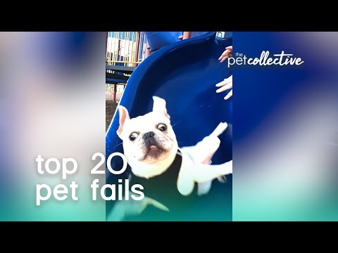 best-pets-of-the-year:-top-20-pet-fails-|-the-pet-collective