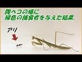 蟻戦争＃ 幻の152回  腹ペコのアリに緑色の捕食者を与えた結果。編～Japanese ants vs mantis～