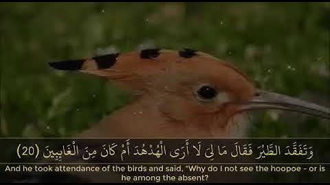 قران القارئ سعيد الخطيب سورة النمل حلات واتساب