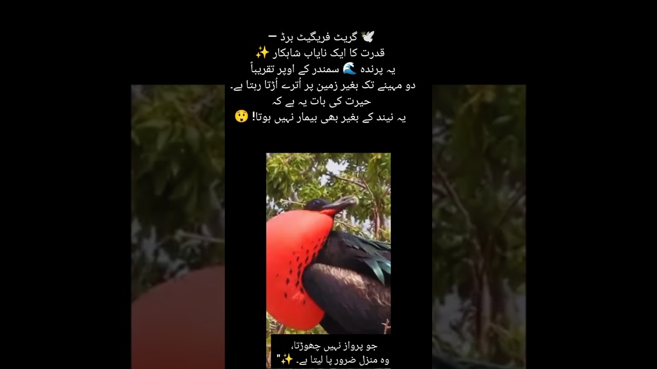 "2 Months Without Sleep — The World's Most Extreme Bird! 🕊️🌍"#