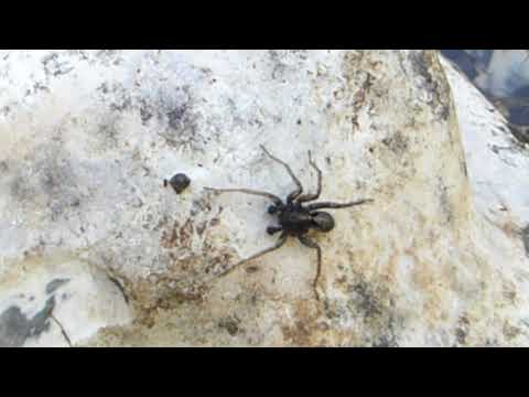 Wolf Spiders Pardosa Úlfaköngulær Könguló Áttfætlur Vantar Nafn