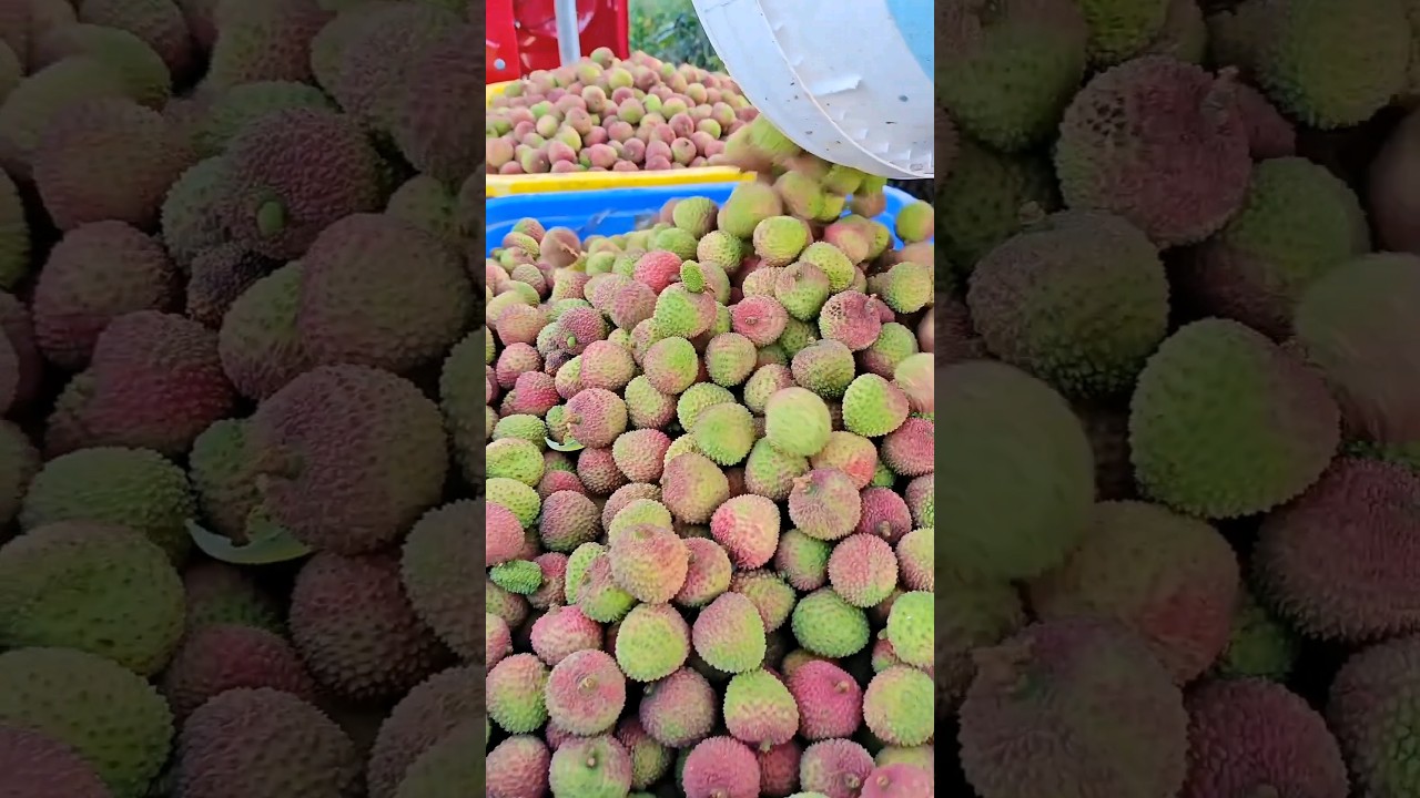 Fresh Lychees Harvest 