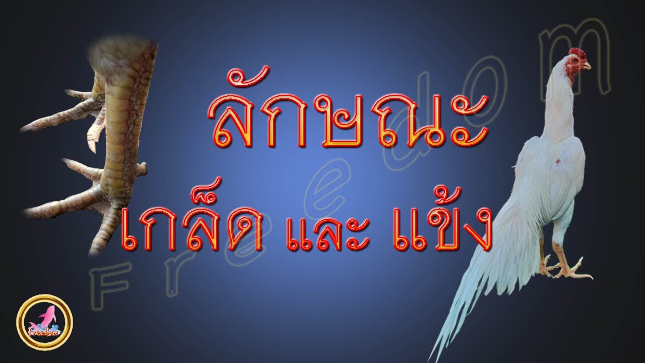 มือใหม่อยากรู้ลักษณะเกล็ดแข้งของไก่...!!!