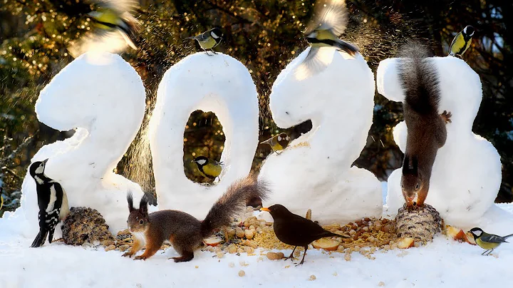 New Year Feast for our Forest Friends: 10 hours Cat & Dog TV