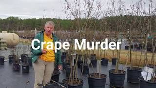 Celebrity Crape Myrtle Winter Care Wealth