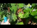 Обработка винограда борной кислотой. Как обрабатывать борной кислотой