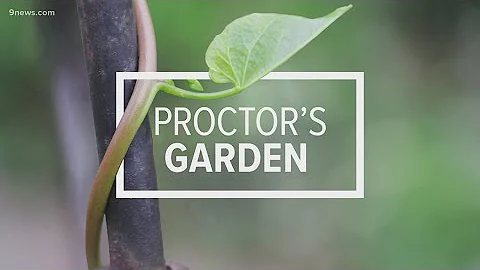 Proctor's Garden: Preparing for the return of bird...