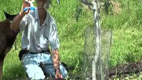 Drip Irrigation Tubing Installed In An Orchard