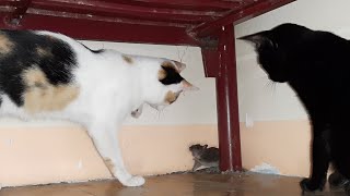 Cat and mouse. Impossible to Escape by Oops Meow 954 views 1 year ago 1 minute, 30 seconds