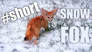 Cute Desert Fox SNOWDAY #short