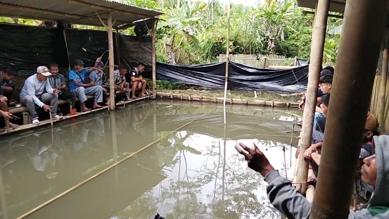 Keseruan Mancing Nilem  Di Pemancingan Cinipah Cigalontang Banyak Yang Mocel 