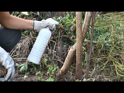 Видео: Mealybug върху стайни растения (16 снимки): как да се борим у дома? Избор на лечение и лекарство, което ще се отърве от брашното