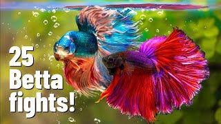 25 Betta fish fights [with Divider] screenshot 3