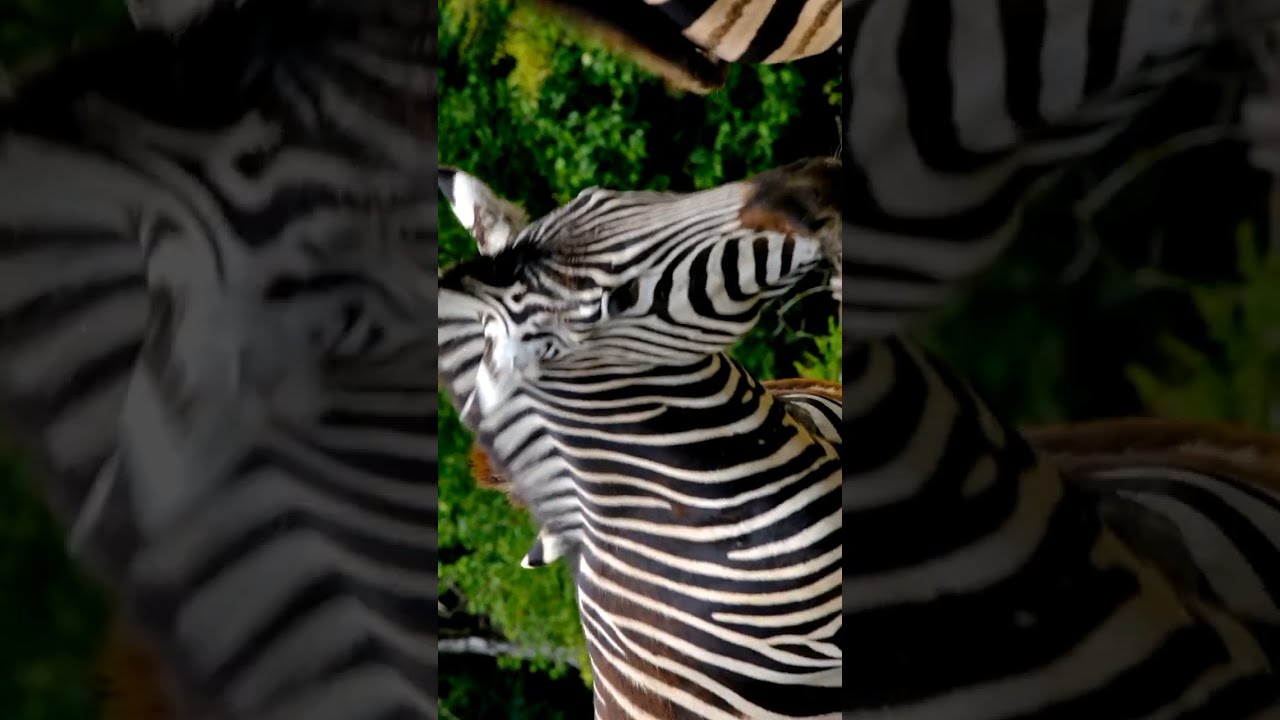 shorts Zebra ko Hindi me kya Kahate Hai /Jungali janwar zebra aur