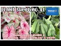 Plant Shopping at Walmart Big Box Store - BEAUTIFUL CALADIUMS & SCINDAPSUS TREUBII MOONLIGHT IS BACK