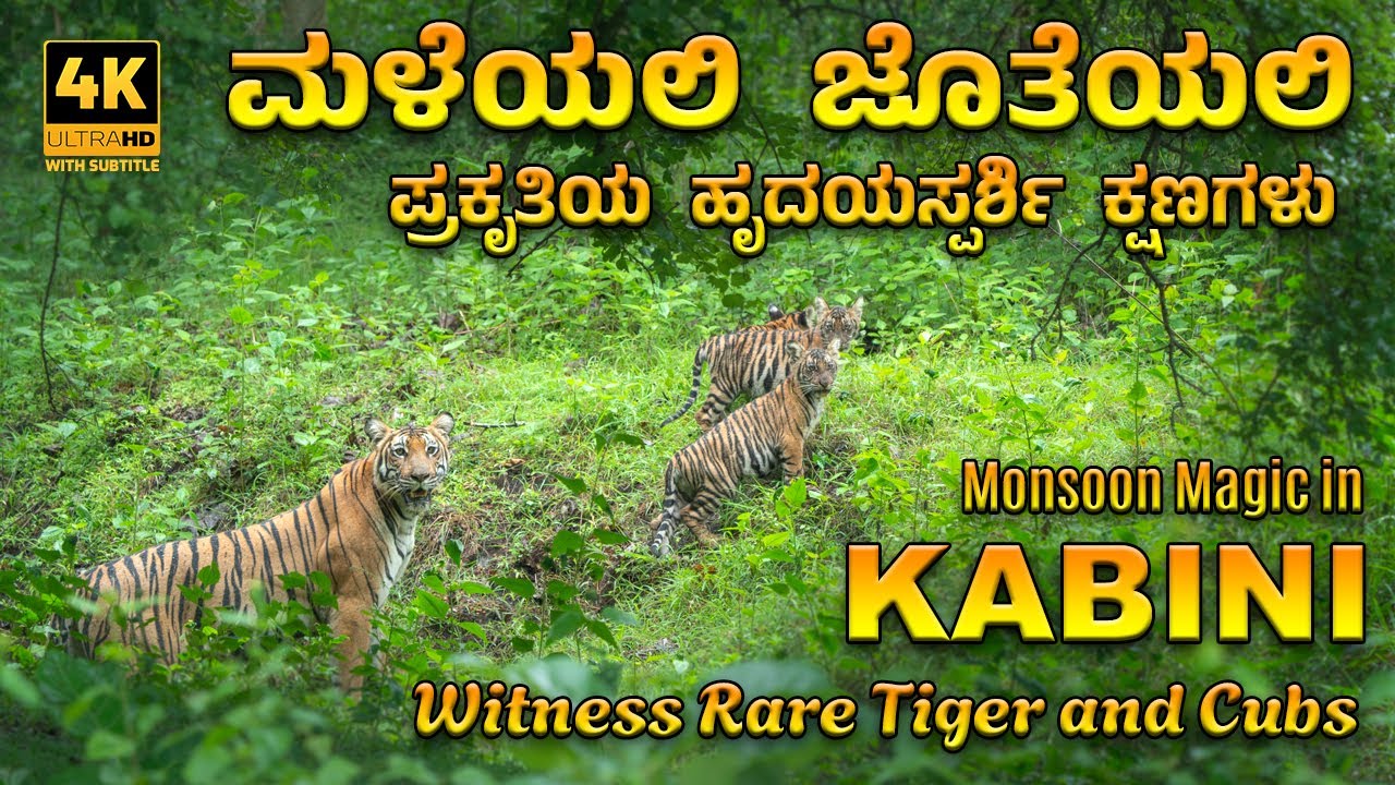 Adventure in Kabini | Tiger and Four Cubs in the Rain | Rare Wildlife Moments 