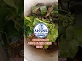AGBO OGBE INU ULCER
