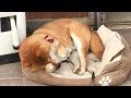 仕事に疲れたサラリーマンのような体勢で寝る柴犬  Shibe sleeps like a businessman tired of work.