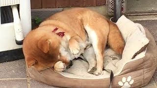 仕事に疲れたサラリーマンのような体勢で寝る柴犬  Shibe sleeps like a businessman tired of work.