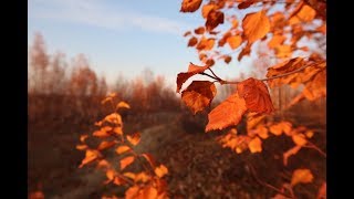 Осенний день в Салехарде «Нашим Вашими»