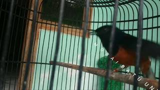 Hati-hati Jika Ketemu Murai Batu LAMPUNG SUPER Seperti ini ; BURUNG ANDA YANG MALAS BUNYI BISA GACOR