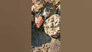 PROPHET-DESIGNS GLASS SCX24 ON JCONCEPTS TUSK 1.0 63MM